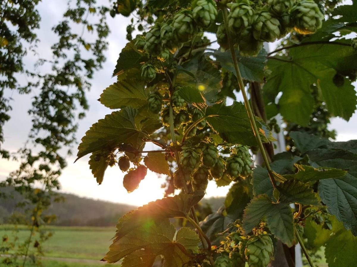 Hopfenerlebnishof Lejlighed Altmannstein Eksteriør billede